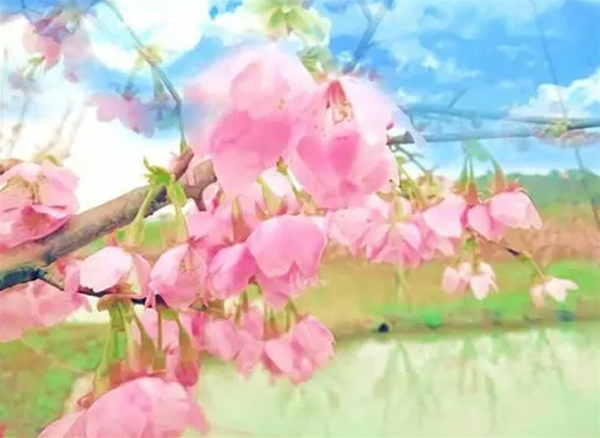 百萬(wàn)櫻花園2